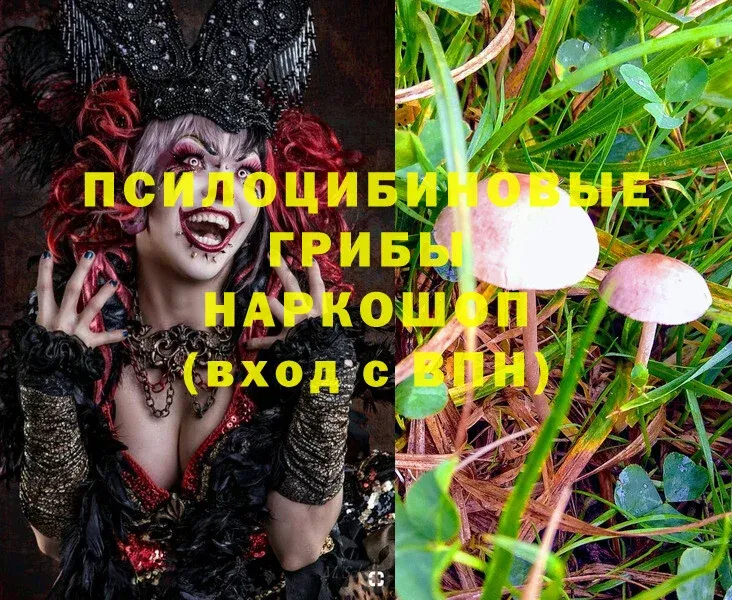 Псилоцибиновые грибы Psilocybine cubensis  цена   Енисейск 